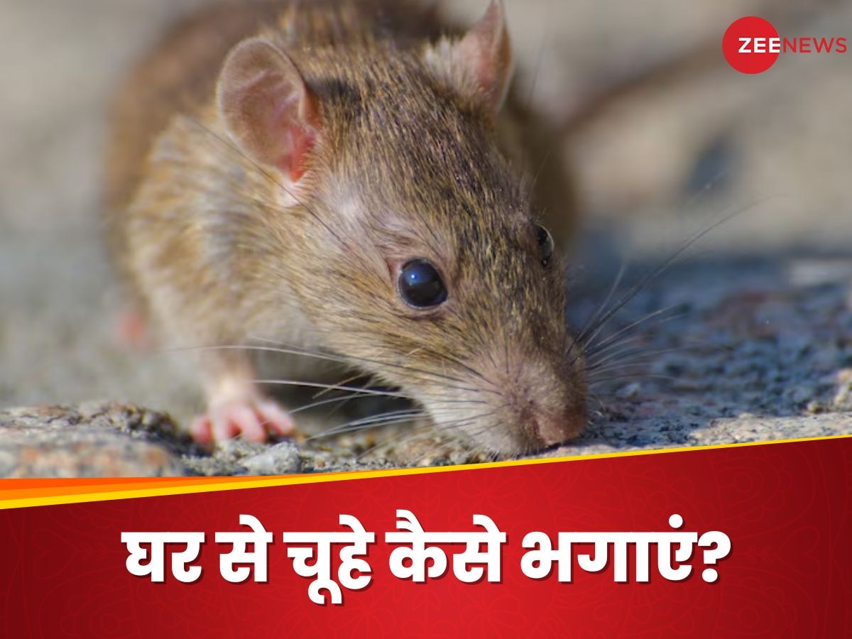 Rats Control: घर में मौजूद चूहे ने कर दिया परेशान? इस तरह भाग सकते हैं ये अनचाहे मेहमान