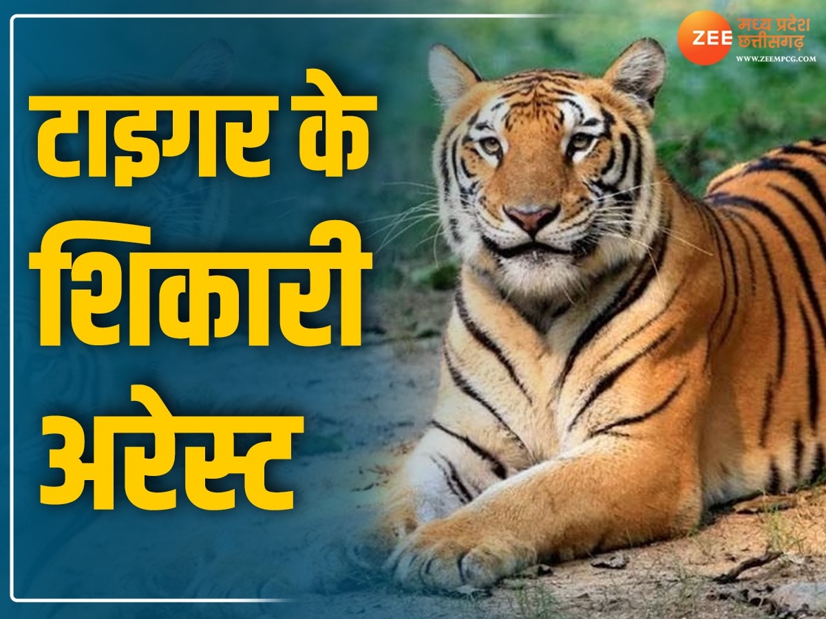 MP News: दो बाघ शिकारी गिरफ्तार, करंट लगाकर किया था टाइगर का शिकार