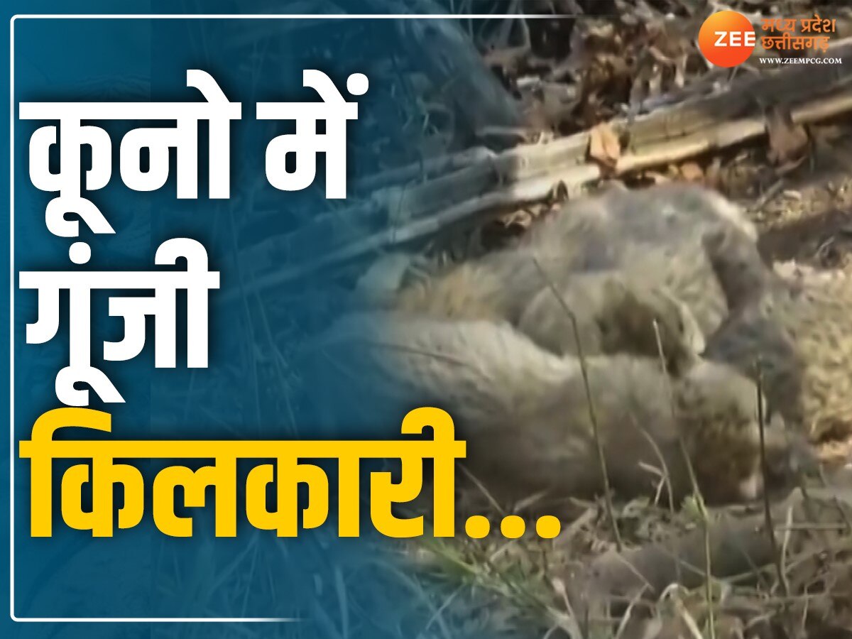 Kuno National Park: कूनों में फिर गूंजी किलकारी, चीता गामिनी ने 5 शावकों को दिया जन्म