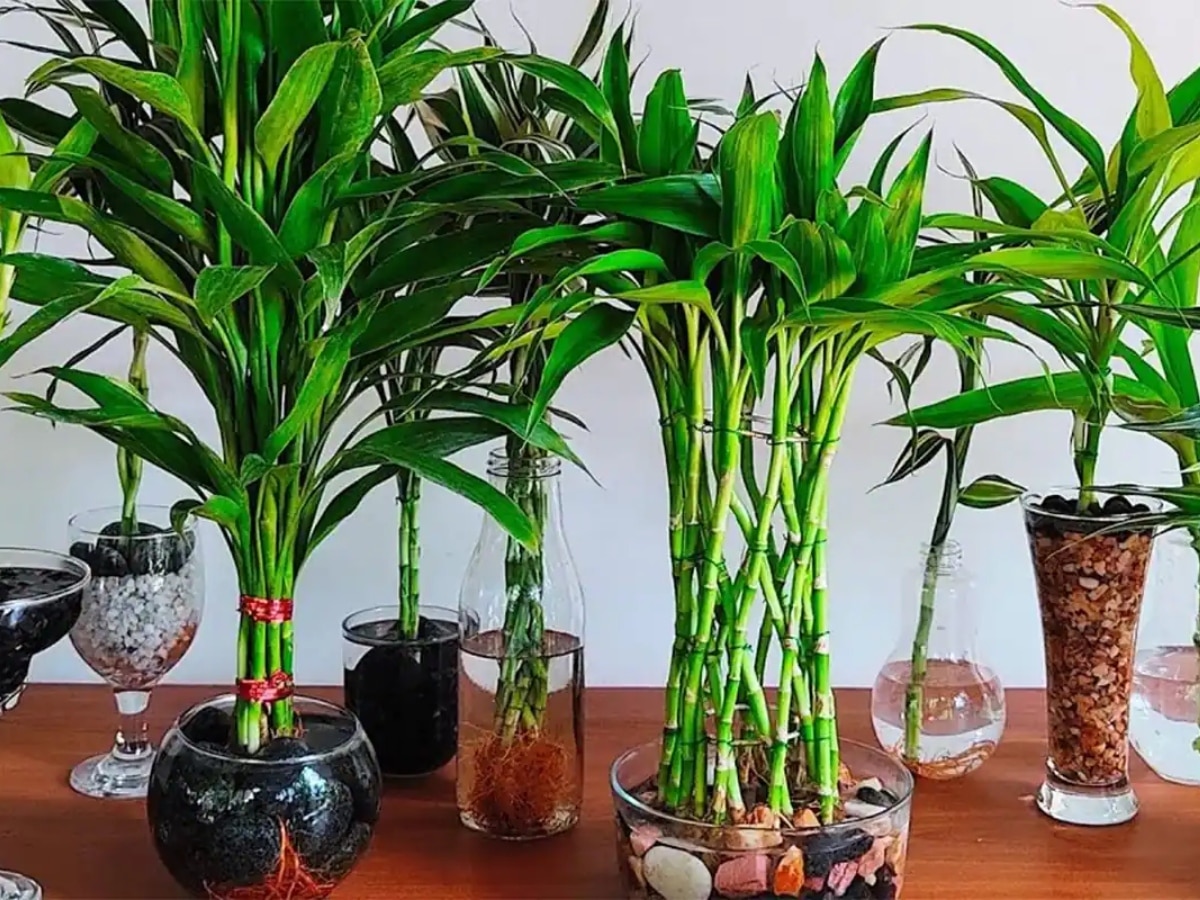 Vastu Tips: घर में पेड़-पौधे लगाने से पहले जान लें सही वास्तु नियम, बाद में नहीं होगी दिक्कतें