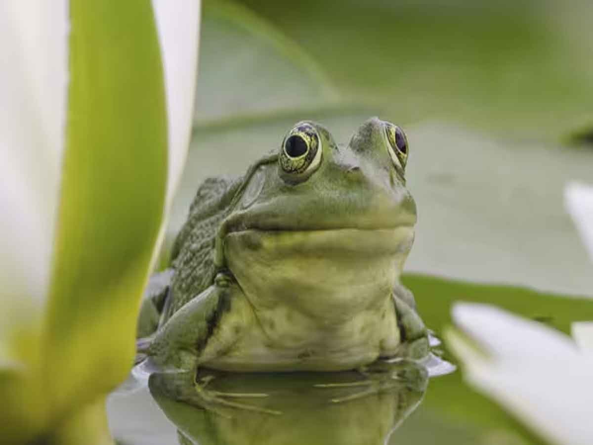 Frog Legs: फ्रॉग लेग्‍स को लेकर ये देश हुआ परेशान, कानून बनाने की उठ रही मांग