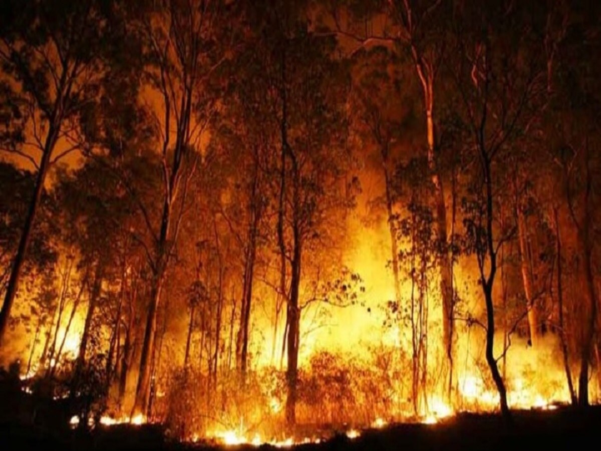 वनों में आग लगने की घटनाएं लगभग दोगुनी हुईं
