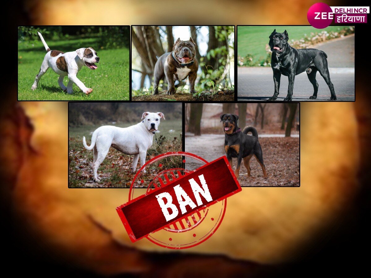 Chandigarh News: पब्लिक प्लेस पर स्ट्रीट डॉग को खाना खिलाने पर लगी रोक, नहीं पाल सकेंगे खतरनाक ब्रीड के कुत्ते  