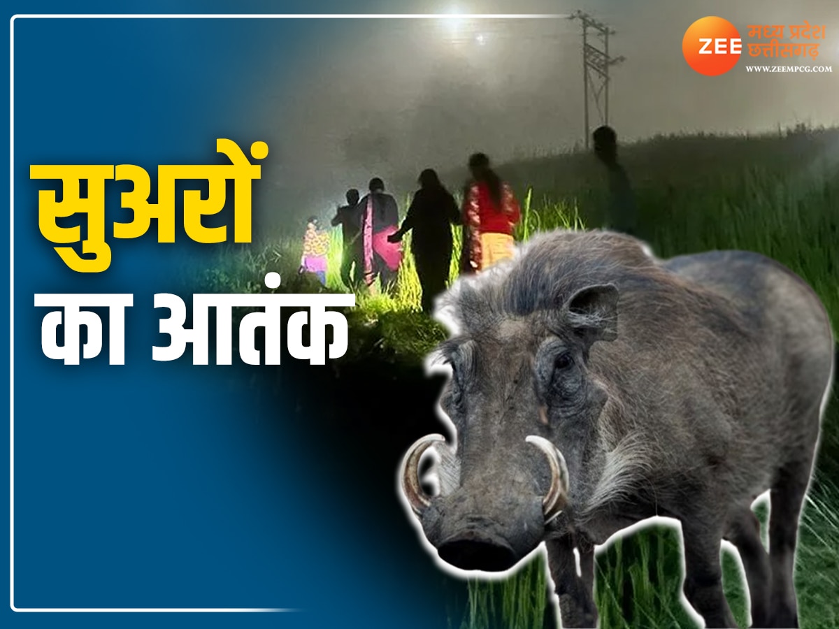 MP News: उज्जैन में जंगली सूअरों का आतंक! फसलों को नुकसान, किसानों को पहुंचा रहे अस्पताल