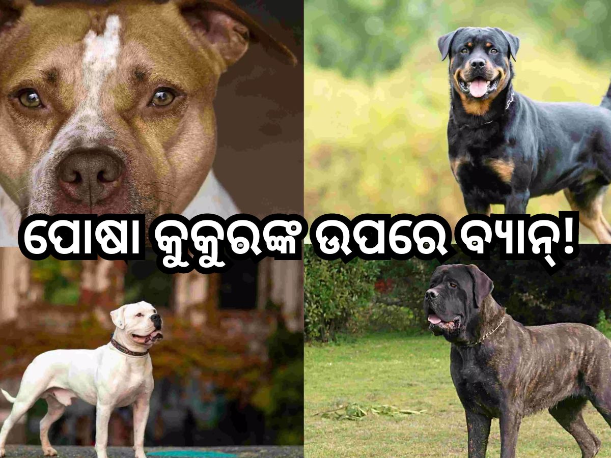Dog Breeds: କେନ୍ଦ୍ରର କଡ଼ା ନିର୍ଦ୍ଦେଶ, ଏଣିକି ଘରେ ରଖି ହେବନି ଏହି ୨୩ ପ୍ରଜାତିର କୁକୁର Dog Breeds: କେନ୍ଦ୍ରର କଡ଼ା ନିର୍ଦ୍ଦେଶ, ଏଣିକି ଘରେ ରଖି ହେବନି ଏହି ୨୩ ପ୍ରଜାତିର କୁକୁର