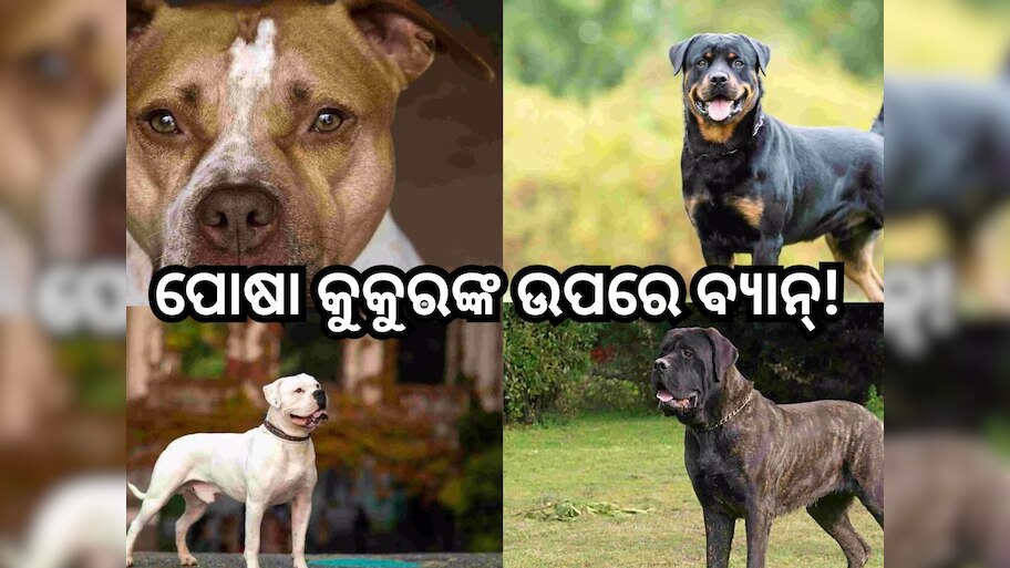 Dog Breeds: କେନ୍ଦ୍ରର କଡ଼ା ନିର୍ଦ୍ଦେଶ, ଏଣିକି ଘରେ ରଖି ହେବନି ଏହି ୨୩ ପ୍ରଜାତିର କୁକୁର