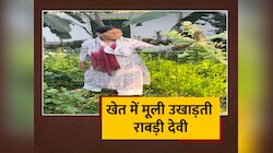 खेत में मूली उखाड़ती देखीं Rabri Devi, Tejashwi Yadav ने मां लिखकर शेयर किया वीडियो