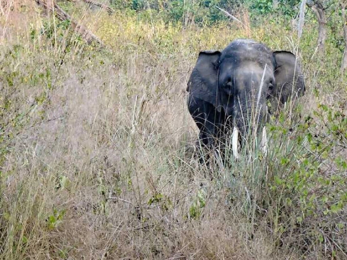 केरल में हाथी, बाघ और सुअर क्यों बने चुनावी मुद्दा, कांग्रेस समेत विपक्षी दलों की क्या है मांग?