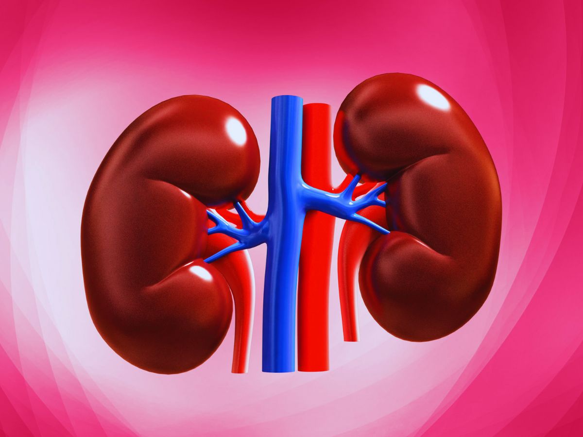 World Kidney Day 2024: क्या ज्यादा दवा खाना करता है किडनी खराब? जानें क्या है पूरी सच्चाई? World Kidney Day 2024: क्या ज्यादा दवा खाना करता है किडनी खराब? जानें क्या है पूरी सच्चाई?