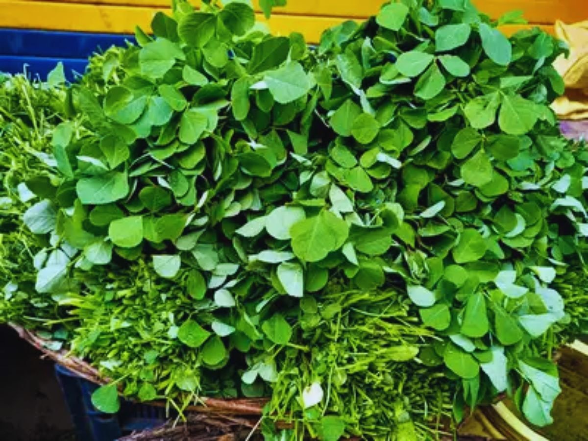 Fenugreek leaves benefits: वजन से लेकर त्वचा में कारगार है मेथी, आप भी करें सेवन