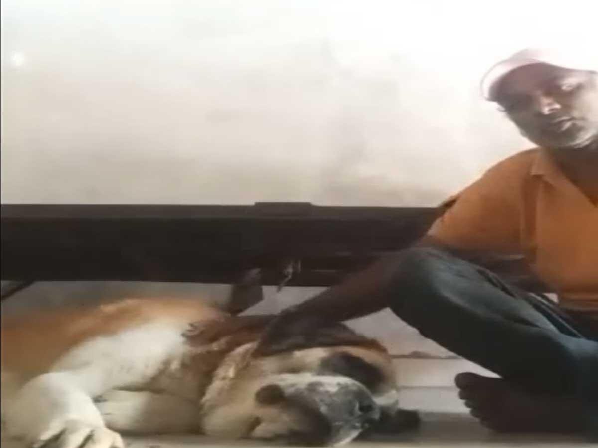 Chittorgarh Dog Bite Case ZeeRajasthan