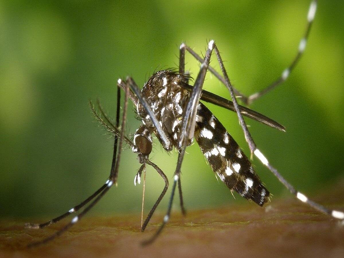 रांची में मलेरिया और डेंगू के मरीजों की बढ़ रही संख्या, अस्पताल में लग रही लंबी कतारें