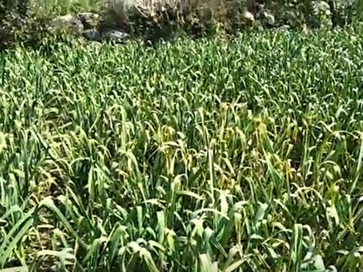Garlic Crop: सिरमौर में लहसुन की फसल को लगी बीमारी! किसान हुए चिंतित, ये है वजह
