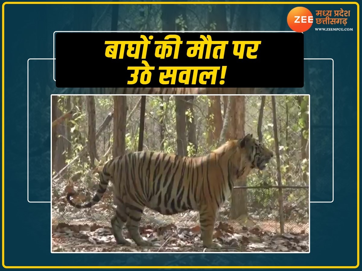 MP News: बांधवगढ़ में एक साल में 20 बाघों की मौत से मचा हड़कंप, प्रबंधन के दावों पर उठे सवाल