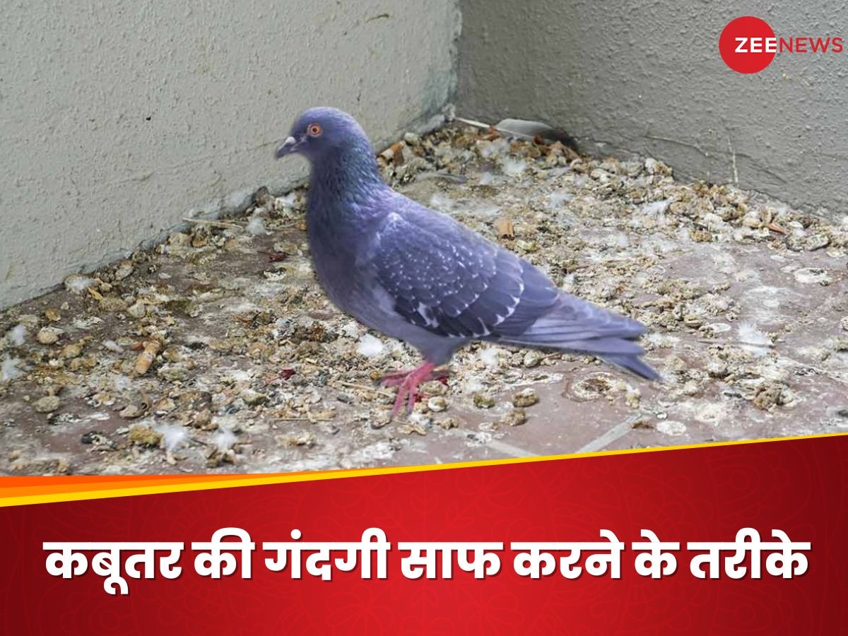 Pigeon Beat: कबूतर ने खिड़की, एसी और बालकनी में मचा दी गंध? जानिए इनकी बीट को कैसे करें साफ