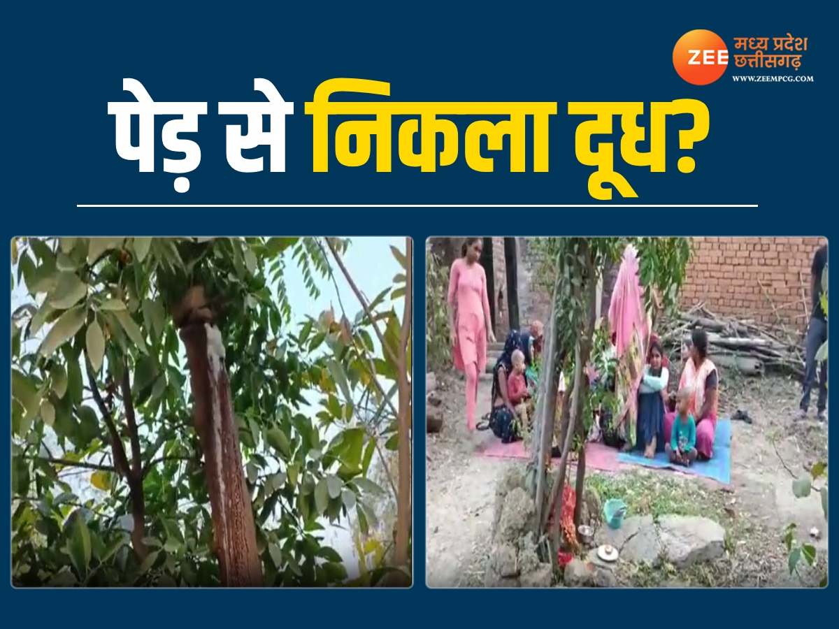 MP News: मैहर में इस पेड़ के सामने क्यों लग रही है लोगों की कतार, मामला जरा दिलचस्प है