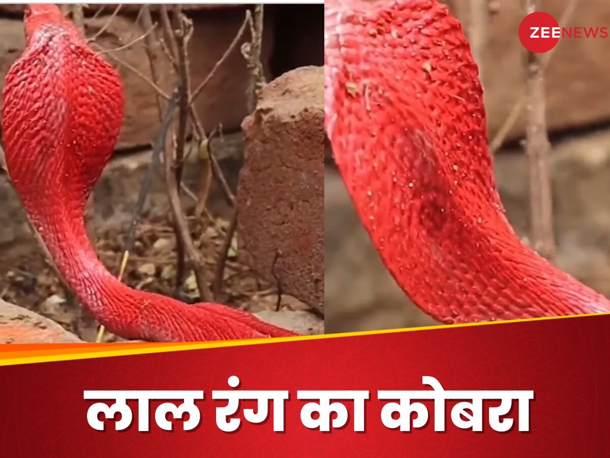 लाल रंग का कोबरा असली है या नकली? Video हुआ वायरल तो इंटरनेट पर छिड़ गई बहस