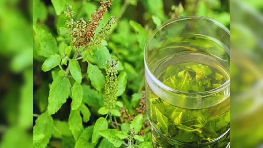 Benefits of Tulsi Water: गर्मियों में तुलसी का पानी पीने के हैरान कर देने वाले फायदे