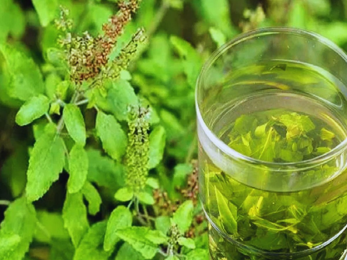 Benefits of Tulsi Water: गर्मियों में तुलसी का पानी पीने के हैरान कर देने वाले फायदे Benefits of Tulsi Water: गर्मियों में तुलसी का पानी पीने के हैरान कर देने वाले फायदे