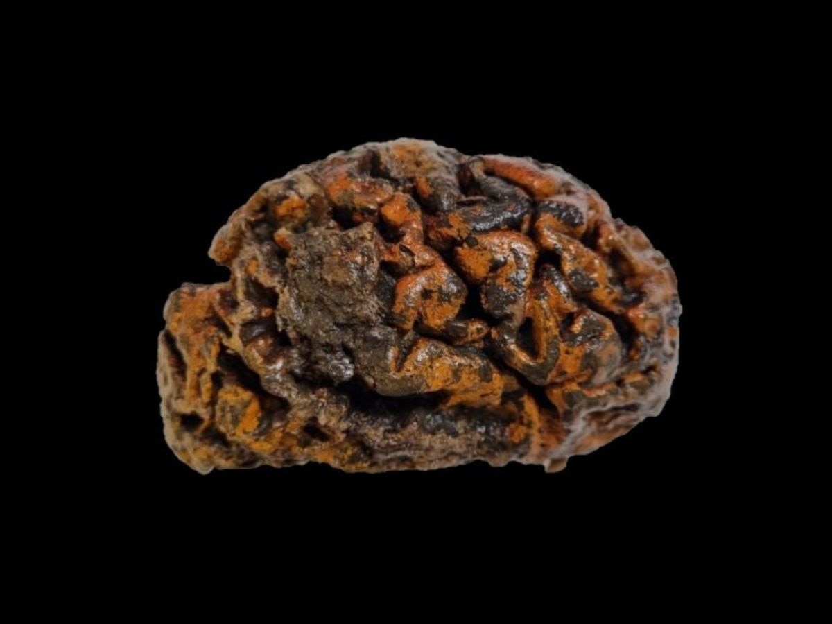 12 हजार साल पुराना दिमाग! वैज्ञानिकों की चौंकाने वाली खोज, क्या खुलेगा इतिहास के राज?