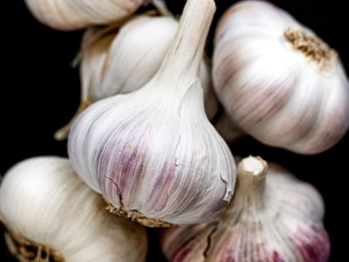 Home Remedies: मुंह के छालों से हैं परेशान? इन नुस्खों को अपनाकर पा सकते हैं छुटकारा.... 15 लहसुन