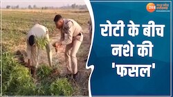 VIDEO: गेहूं की फसलों के बीच गांजे की खेती, 124 पौधे जब्त, आरोपी पर लगा NDPS एक्ट