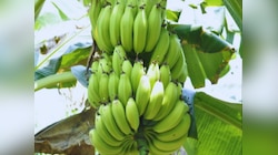 Green Banana: क्या हरा केला सेहत के लिए केले से बेहतर है?