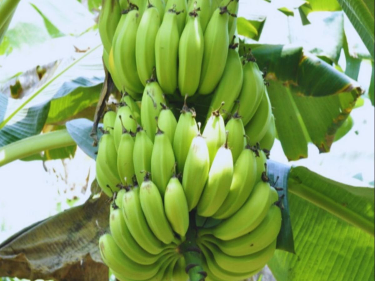 Green Banana: क्या हरा केला सेहत के लिए केले से बेहतर है?