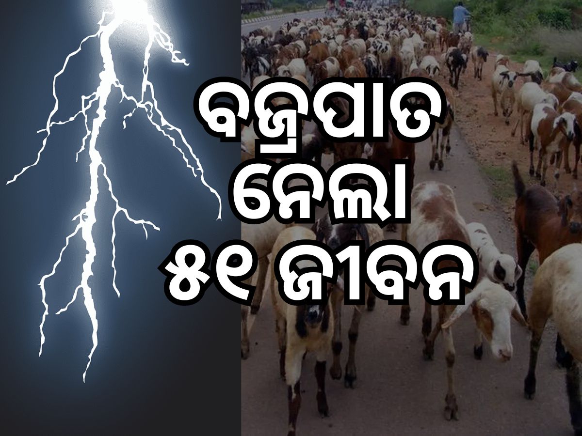 ତାଣ୍ଡବ ରଚିଲା କାଳ ବୈଶାଖୀ: ଭଞ୍ଜନଗରରେ ୫୦ ଛେଳି ଏବଂ ରାଉରକେଲାରେ ଜଣେ ବ୍ୟକ୍ତିଙ୍କ ମୃତ୍ୟୁ ତାଣ୍ଡବ ରଚିଲା କାଳ ବୈଶାଖୀ: ଭଞ୍ଜନଗରରେ ୫୦ ଛେଳି ଏବଂ ରାଉରକେଲାରେ ଜଣେ ବ୍ୟକ୍ତିଙ୍କ ମୃତ୍ୟୁ