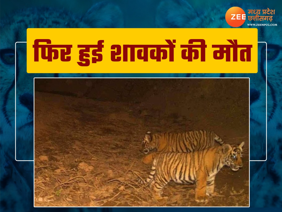 MP News: बांधवगढ़ टाइगर रिजर्व से आई बुरी खबर, फिर हुई दो शावकों की मौत 