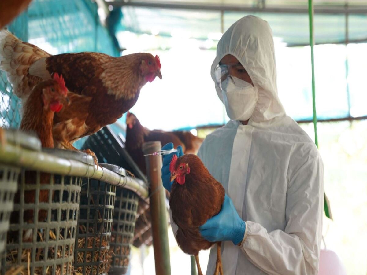 Vietnam Bird Flu Death: ବାର୍ଡ ଫ୍ଲୁ ସାଜିଲା; ଚାଲିଗଲା ୨୧ ବର୍ଷୀୟ ଛାତ୍ରଙ୍କ ଜୀବନ