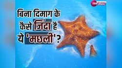 Knowledge: बिना दिमाग और खून की मछली फिर भी है खुद की डॉक्टर, जानें रोचक तथ्य 