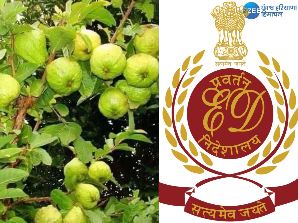 Guava Scam: ਕੀ ਹੈ ਅਮਰੂਦ ਬਾਗ਼ ਮੁਆਵਜ਼ਾ ਘੁਟਾਲਾ ? ਜਿਸ ਨੂੰ ਲੈ ਕੇ ਈਡੀ ਪੰਜਾਬ ਦੇ ਵੱਡੇ ਅਫਸਰਾਂ ਦੇ ਟਿਕਾਣਿਆਂ 'ਤੇ ਰੇਡ ਕਰ ਰਹੀ