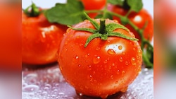 Benefits of Tomato: टमाटर खाने के गजब के फायदें, जान रह जाएंगे दंग