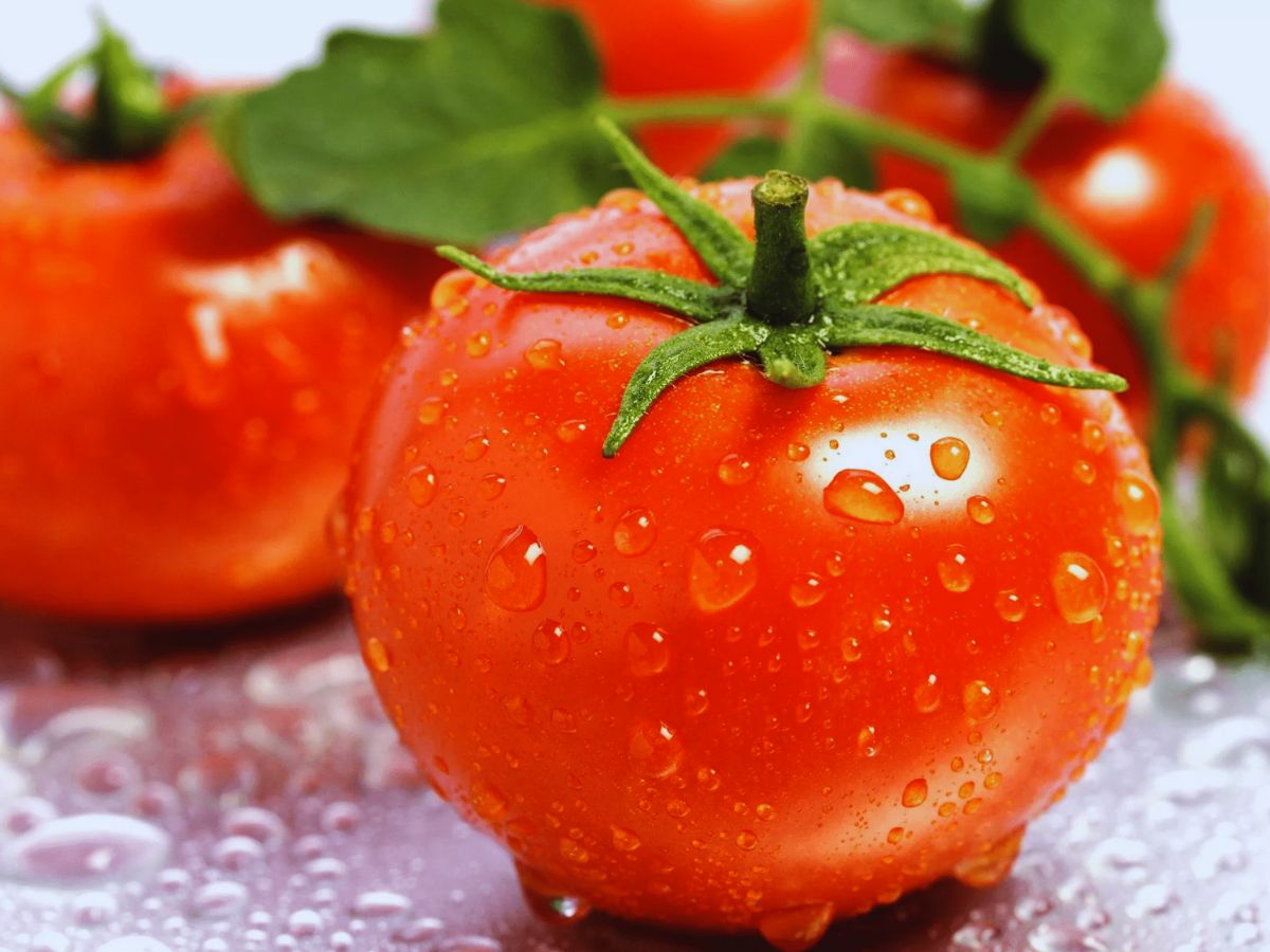 Benefits of Tomato: टमाटर सिर्फ सब्जी ही नहीं, बल्कि इन 10 स्वास्थ्य समस्याओं को दावा की तरह करता है दूर Benefits of Tomato: टमाटर सिर्फ सब्जी ही नहीं, बल्कि इन 10 स्वास्थ्य समस्याओं को दावा की तरह करता है दूर