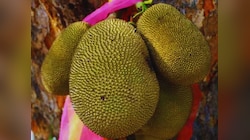 Benefits of Jackfruit : कटहल सिर्फ सब्जी ही नहीं, फायदों का है भंडार, जानें पूरी खबर