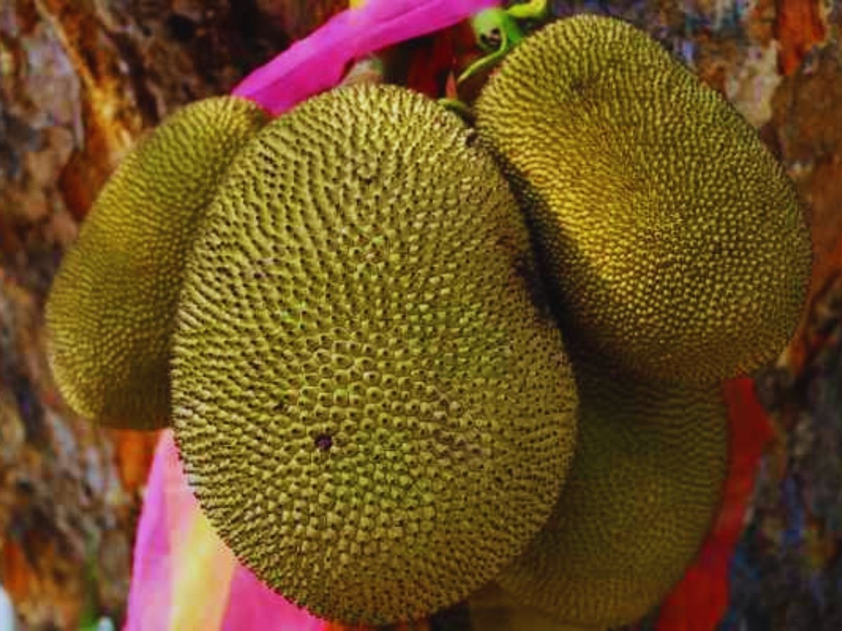 Benefits of Jackfruit : कटहल सिर्फ सब्जी ही नहीं, फायदों का है भंडार, फायदे जान रह जाएंगे दंग