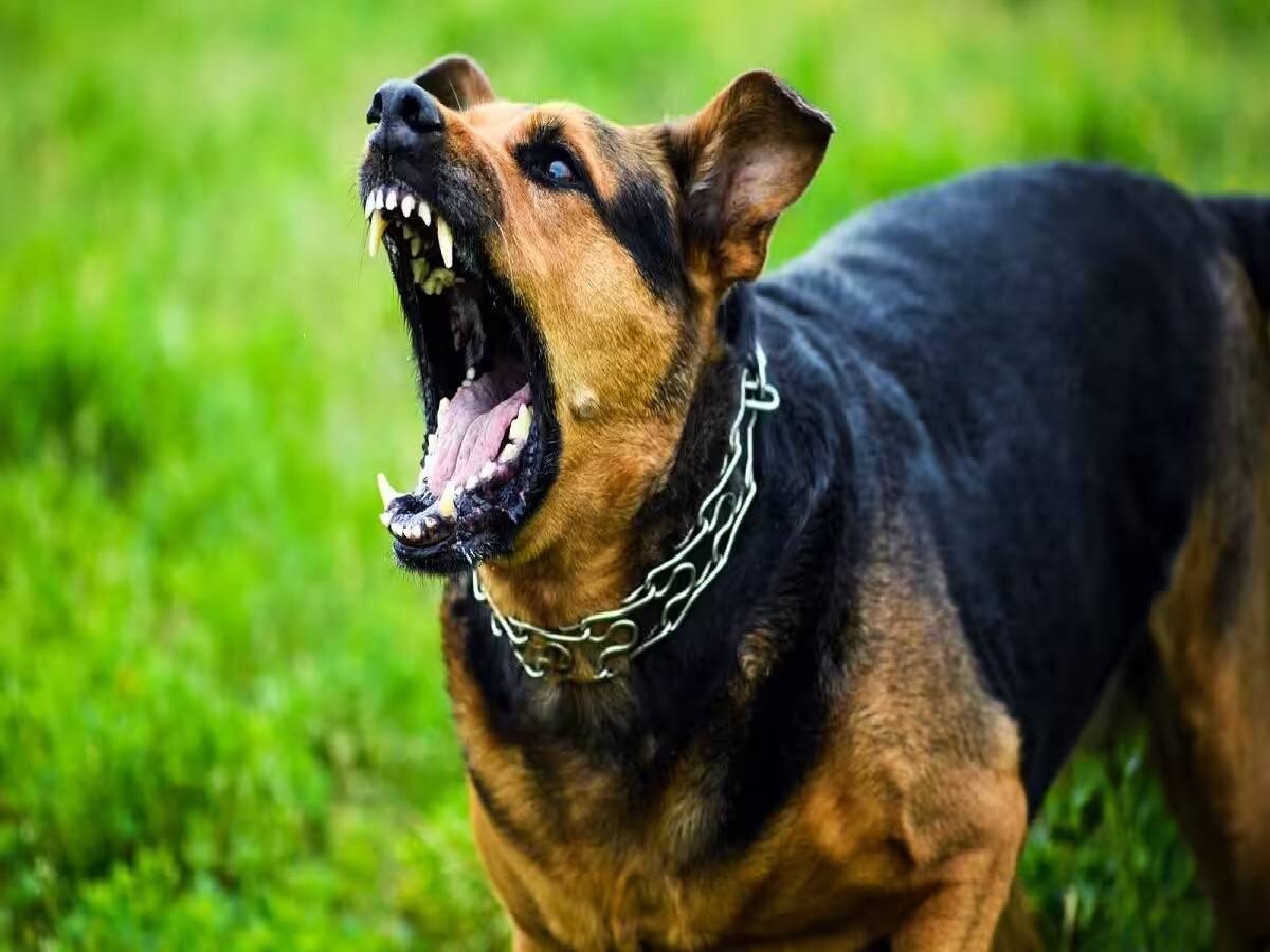 Dog Attack: करावल नगर में पड़ोसी के कुत्ते ने मचाया आतंक, मालकिन पर मामला दर्ज 