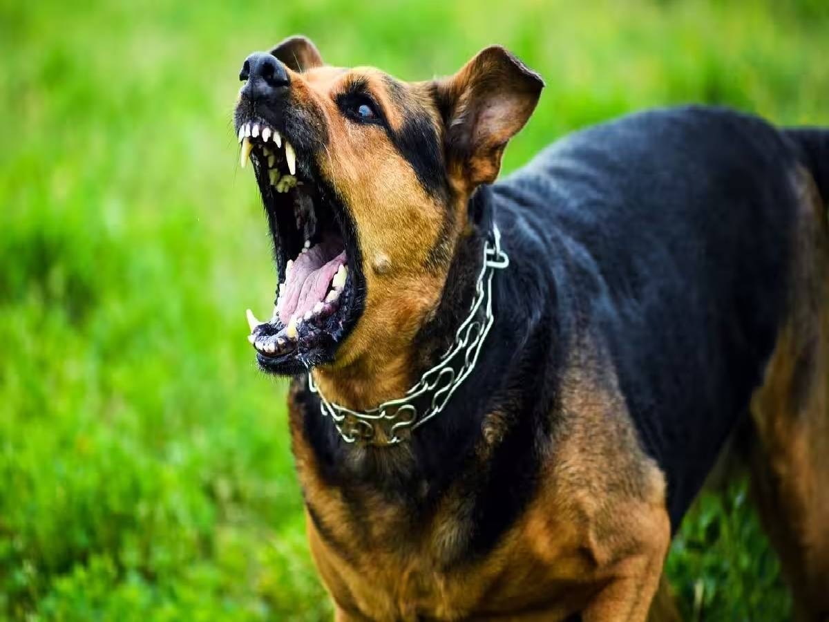 Dog Attack: करावल नगर में पड़ोसी के कुत्ते ने मचाया आतंक, मालकिन पर मामला दर्ज 