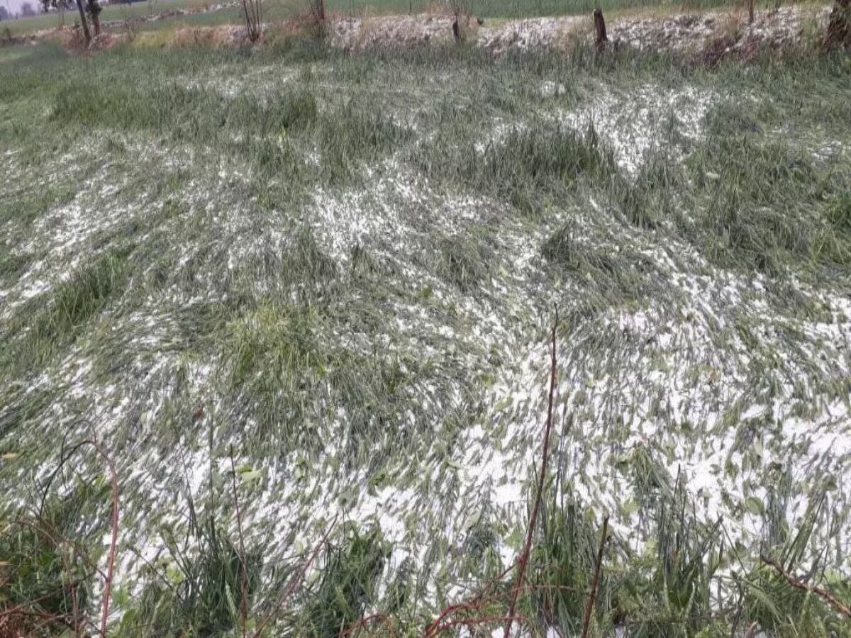 Haryana Weather: आज भी हरियाणा में गिर सकते हैं ओले, खराब मौसम से किसानों पर आफत