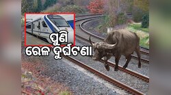 Vande Bharat Express: ମଇଁଷି ସହ ଧକ୍କା ହେଲା ବନ୍ଦେ ଭାରତ, ଇଞ୍ଜିନ୍ କ୍ଷତିଗ୍ରସ୍ତ
