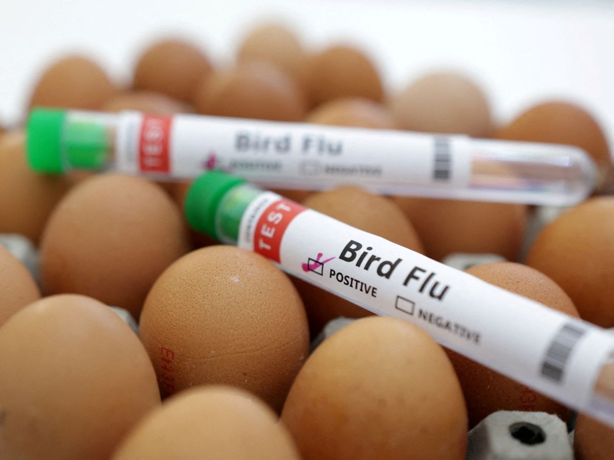 H5N1 Bird Flu: क्या फिर से होगी कोरोना जैसी तबाही? वैज्ञानिकों ने चेताया- बर्ड फ्लू हो सकता है 100 गुना खतरनाक