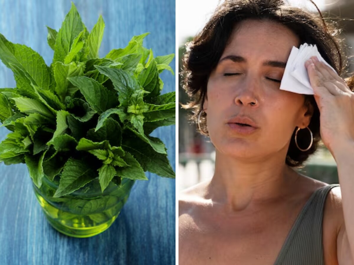 Herbs For Summer: गर्मी में बॉडी को अंदर से कूल रखने के लिए बेस्ट हैं ये 5 हर्ब्स, रोज खाने से मिलेंगे ये फायदे भी