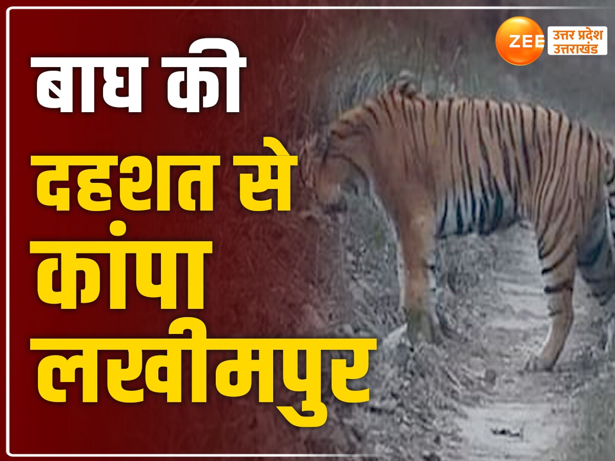 Lakhimpur Kheri news: गन्ने के खेत में छुपकर बैठी थी मौत,  बाघ ने तीन किसानों पर किया जानलेवा हमला