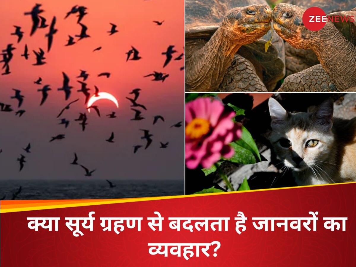 सूर्य ग्रहण का जानवरों पर होता है असर, कैसे बदल जाता है उनका बर्ताव? जानिए क्या कहती है स्टडी