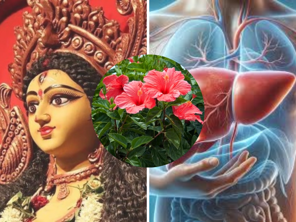 Hibiscus Benefits: सेहत का खजाना है मां दुर्गा का पसंदीदा ये लाल फूल, सेवन से दुरुस्त होने लगते हैं दिल-लिवर तक हर ऑर्गन