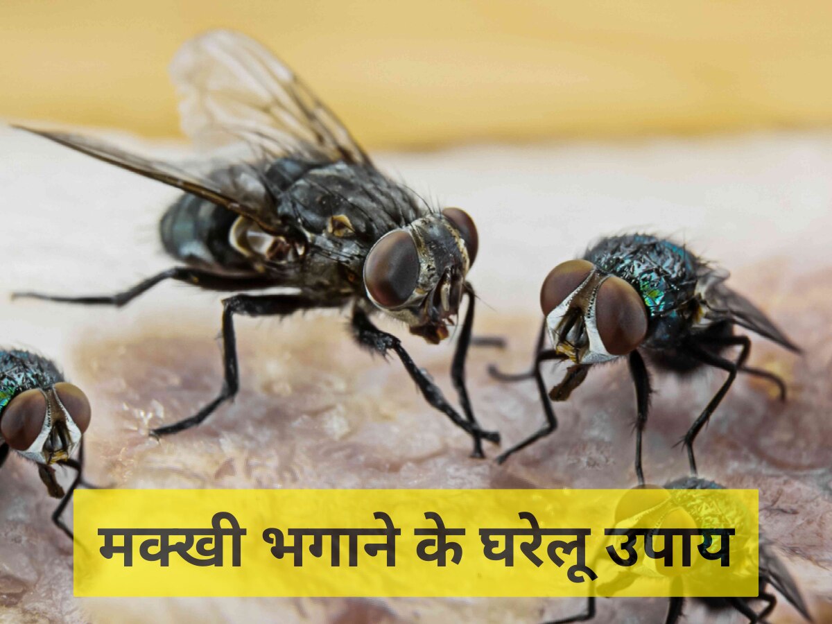 Houseflies Home Remedies: किचन में हर समय भिनभिनाती रहती हैं मक्खियां? इन घरेलू उपायों से तुरंत पा सकते हैं छुटकारा