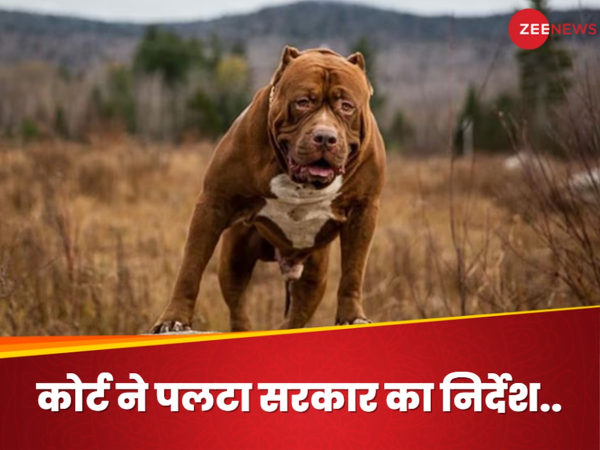 Bengaluru: बेंगलुरु में ‘खतरनाक कुत्तों’ पर बैन हटेगा... हाईकोर्ट ने पलटा केंद्र सरकार का निर्देश