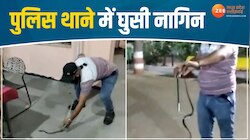 MP के इस पुलिस थाने में घुसी नागिन, पुलिसकर्मियों के उड़े होश, देखिए VIDEO
