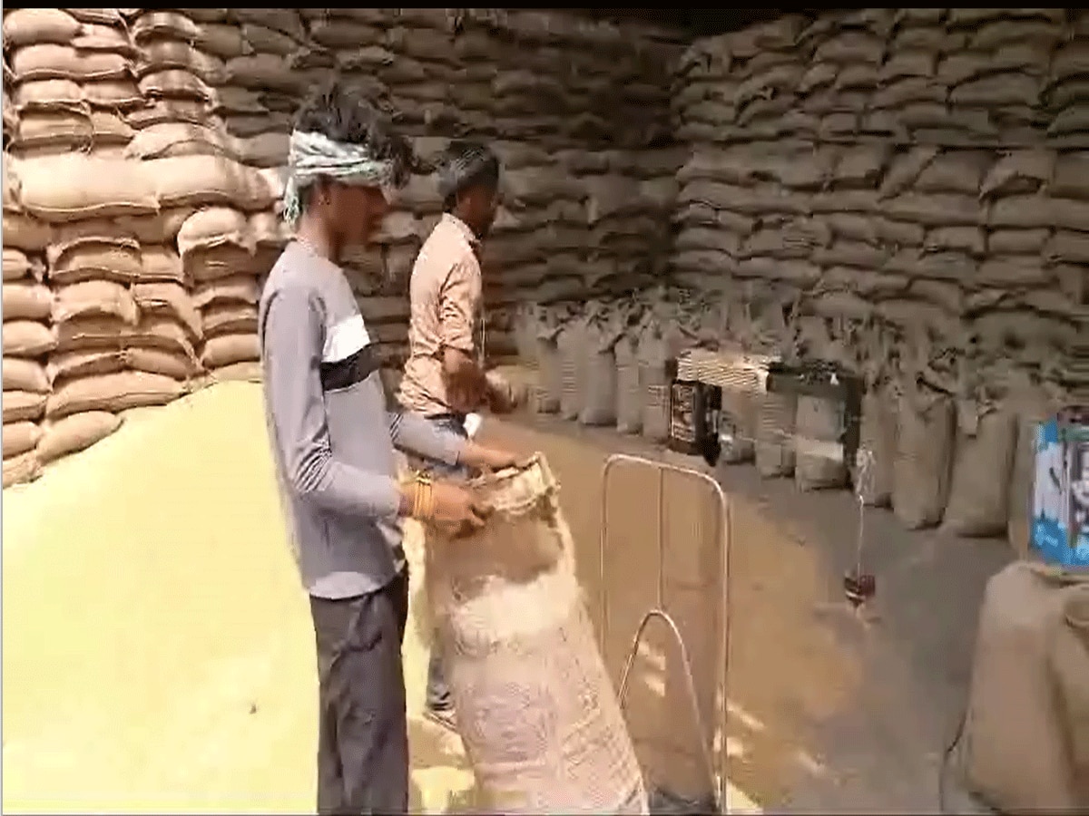 Haryana Kisan: सरसों की जगह पोर्टल पर हुआ गेहूं का रजिस्ट्रेशन, अब किसानों को फसल बेचने में आ रही है दिक्कत
